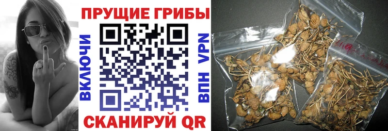 Псилоцибиновые грибы GOLDEN TEACHER  Углич 